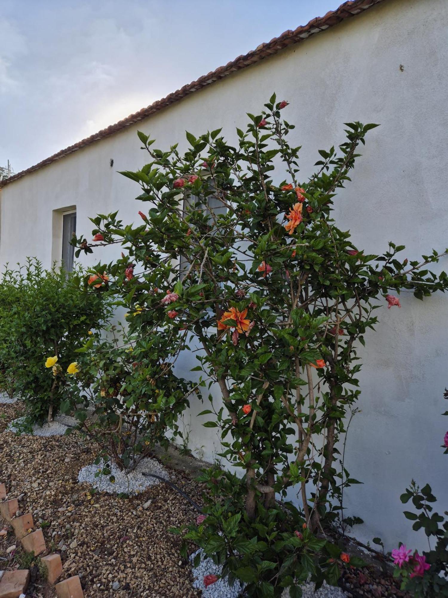 Villa Elvira Country House Belvedere Marittimo Bagian luar foto